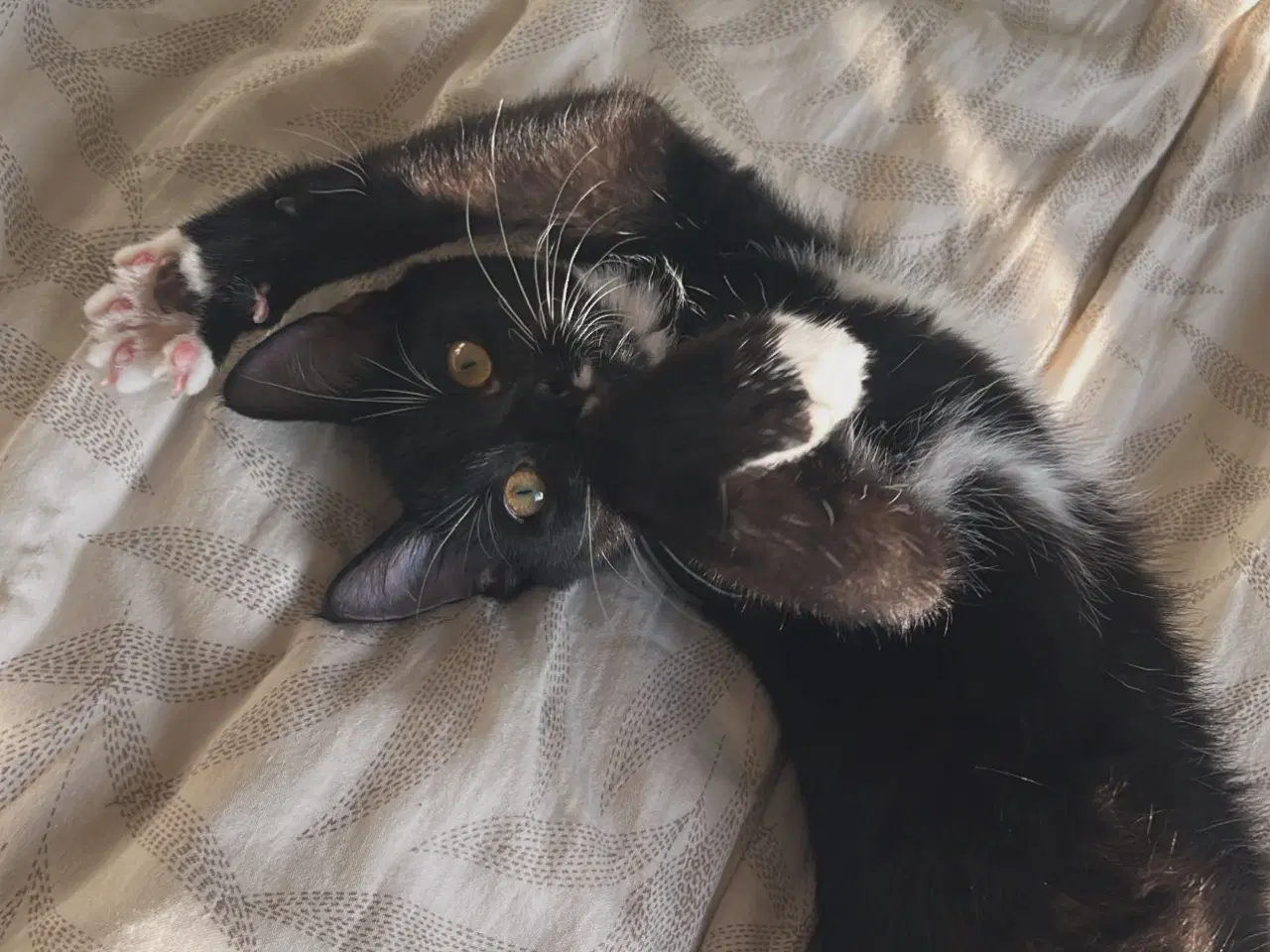 Billede 3 - Huskat som kun er hjemme og aldrig ude