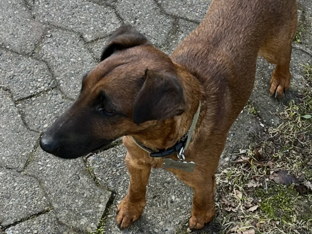 Billede 4 - Jagthunde (Terrier)