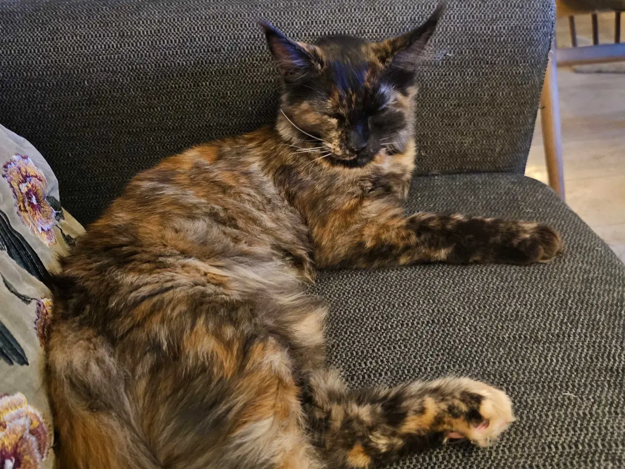 Billede 8 - JULEPRIS! Maine Coon killing m/ stamtavle 