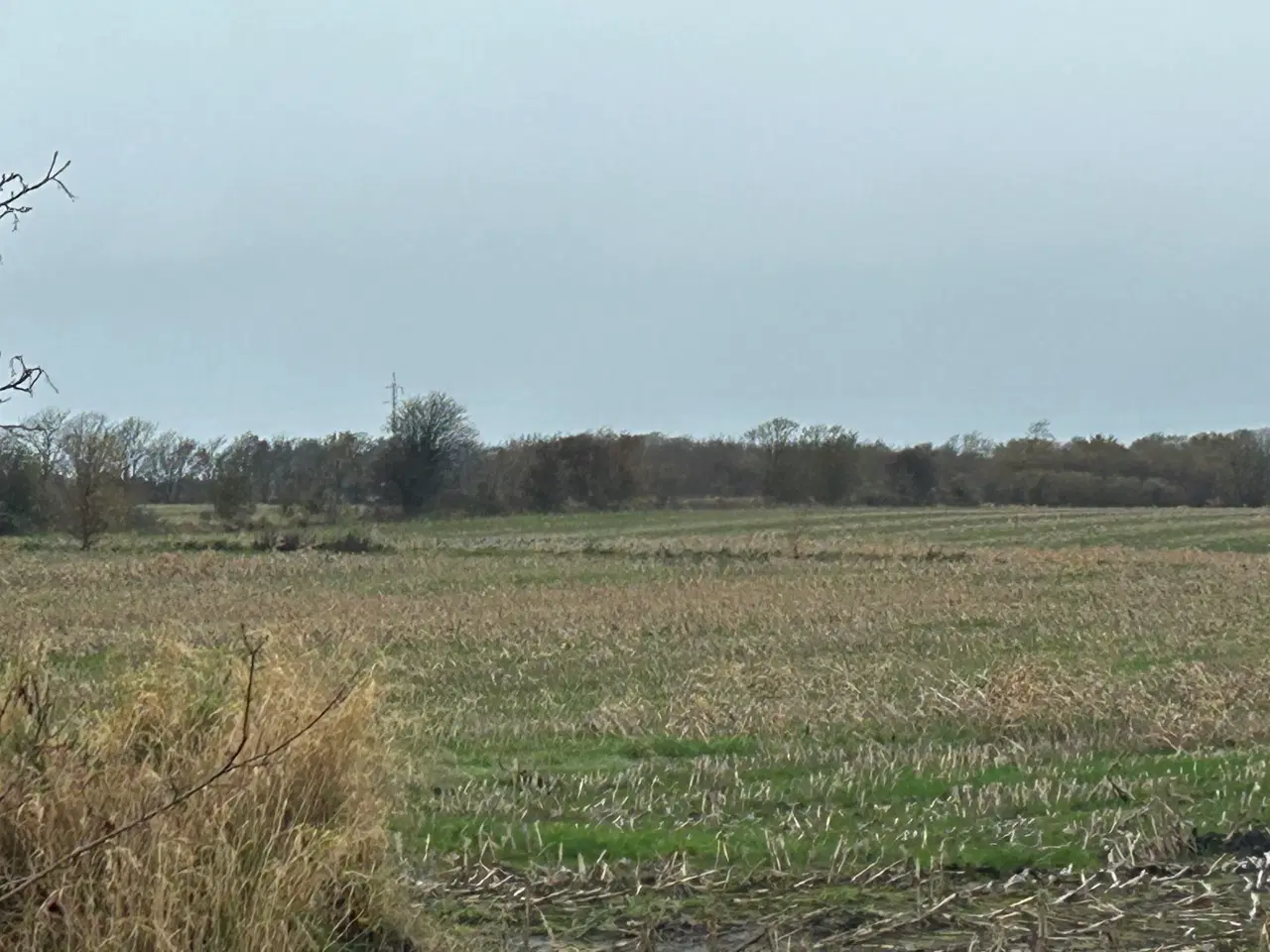 Billede 5 - Gratis hegn ved hurtig afhentning