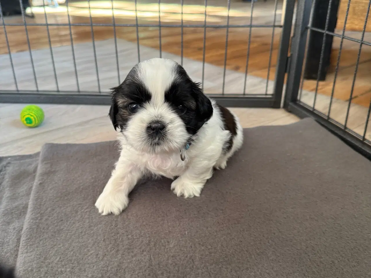 Billede 11 - Shih Tzu hvalpe 