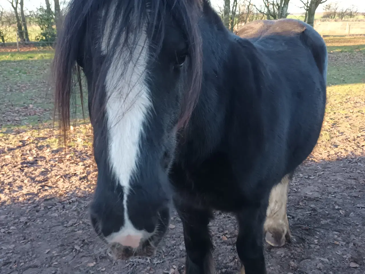 Billede 3 - Irish Cop vallak