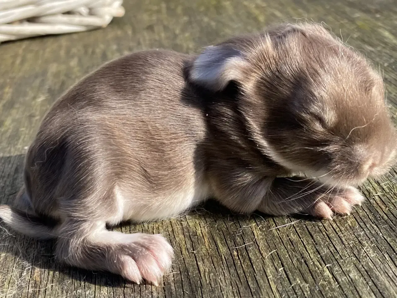 Billede 3 - FRANSK VÆDDER HUN HAVANA OTTER
