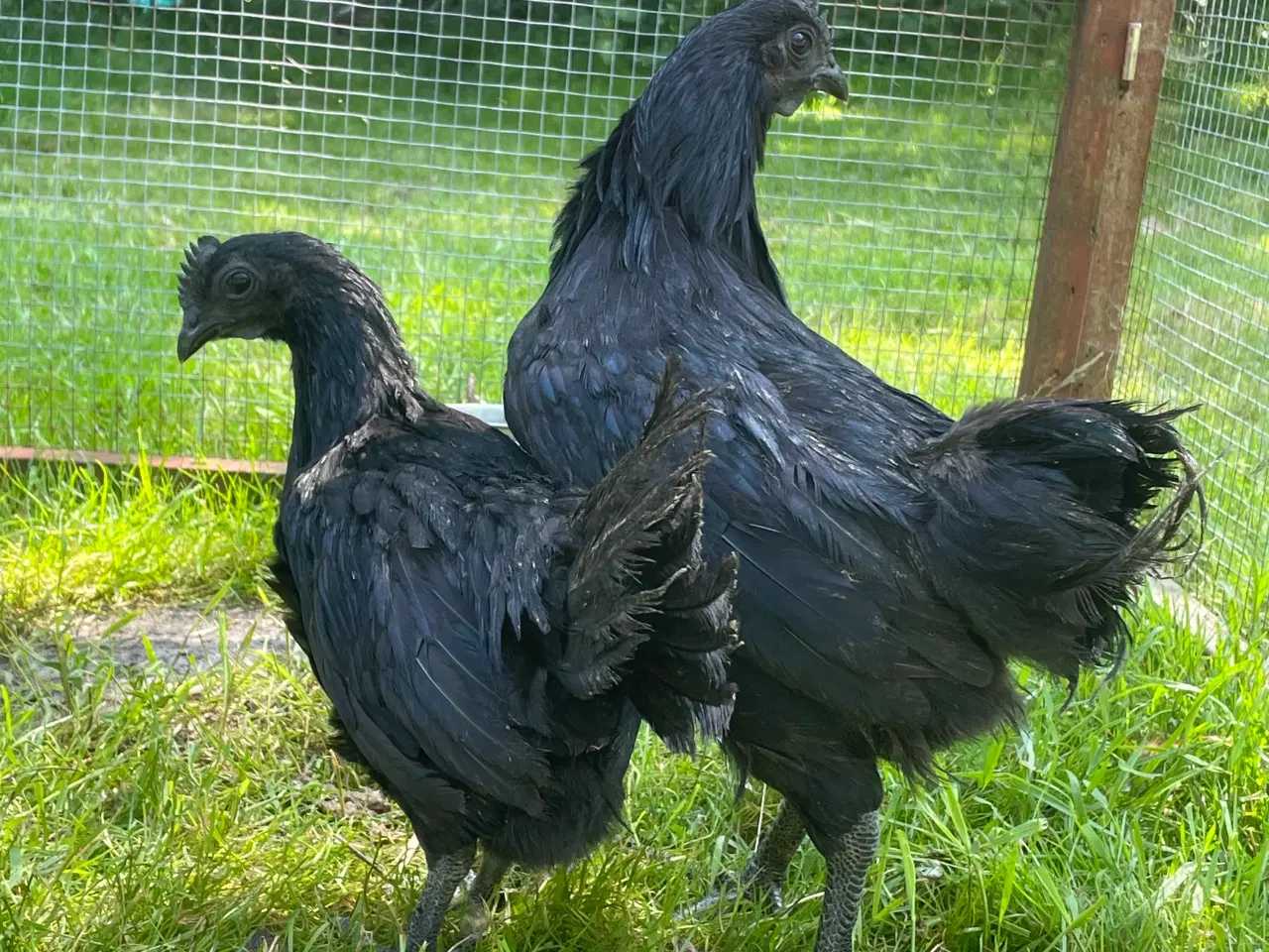Billede 1 - Ayam Cemani hanekyllinger sælges 