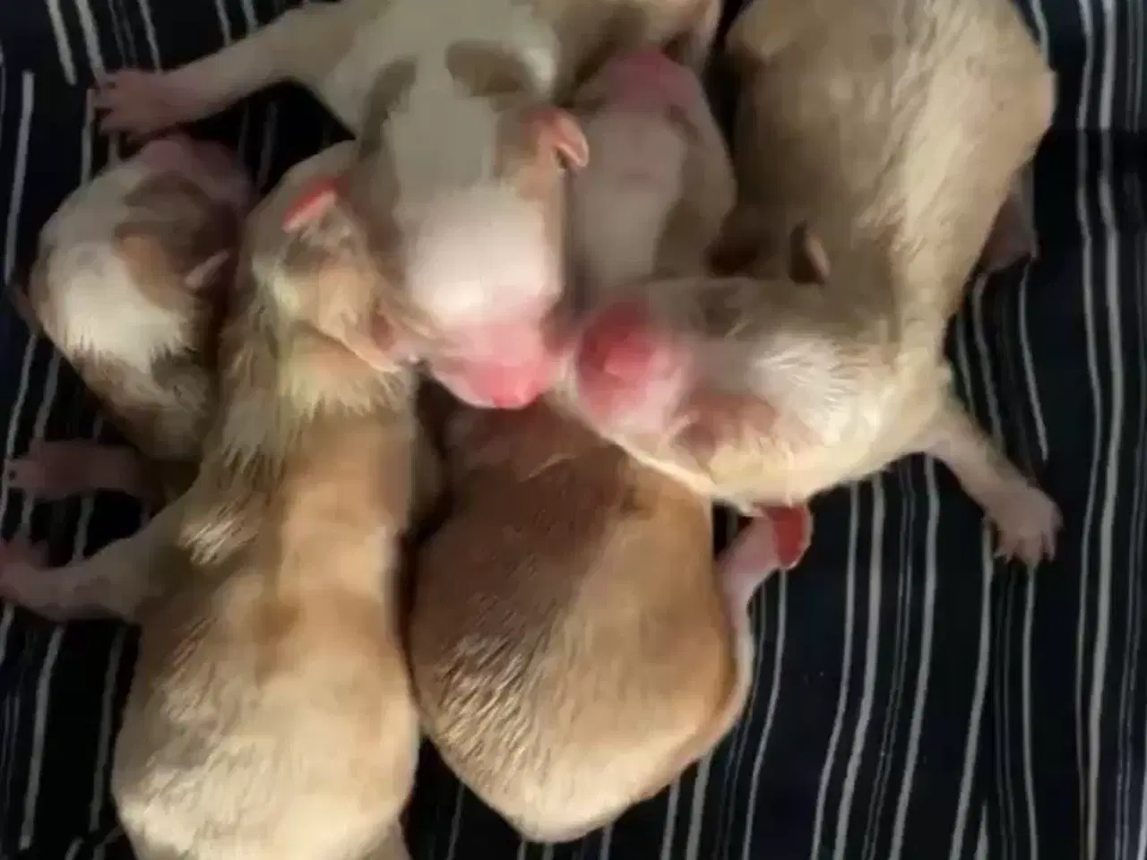 Billede 2 - Maltipoo hvalpe