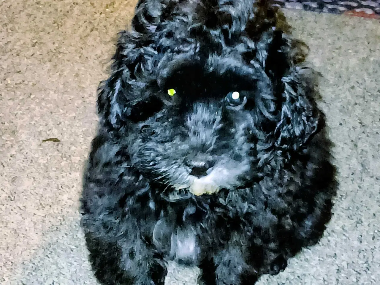 Billede 3 - Havapoo Puddel/Havaneser 