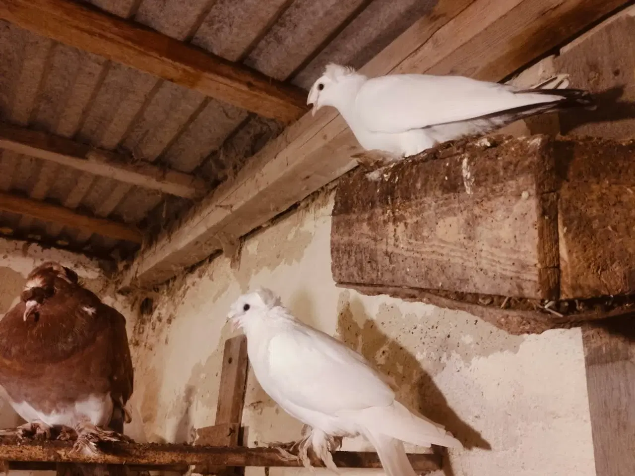 Billede 1 - Landbytrommere duer 