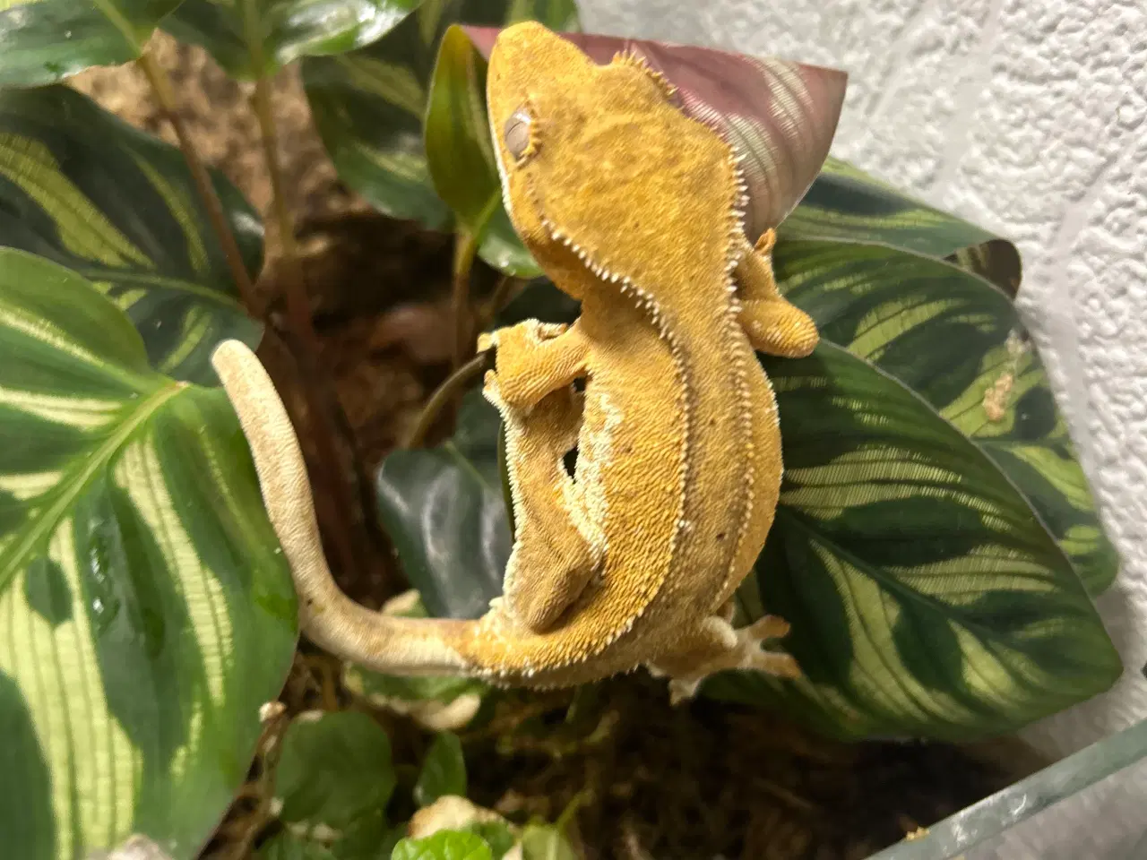 Billede 3 - Kronegekko gul phantom lw