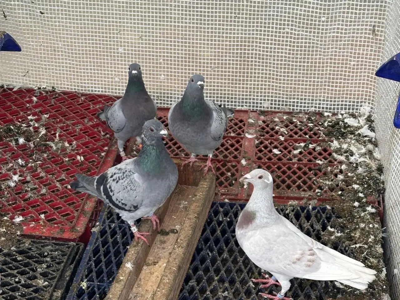 Billede 5 - 30 stk Duer