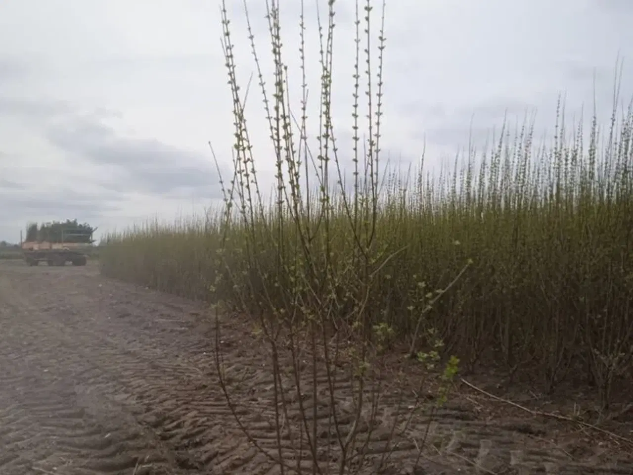 Billede 1 - 40 stk. Ligustrum 120-140 cm.