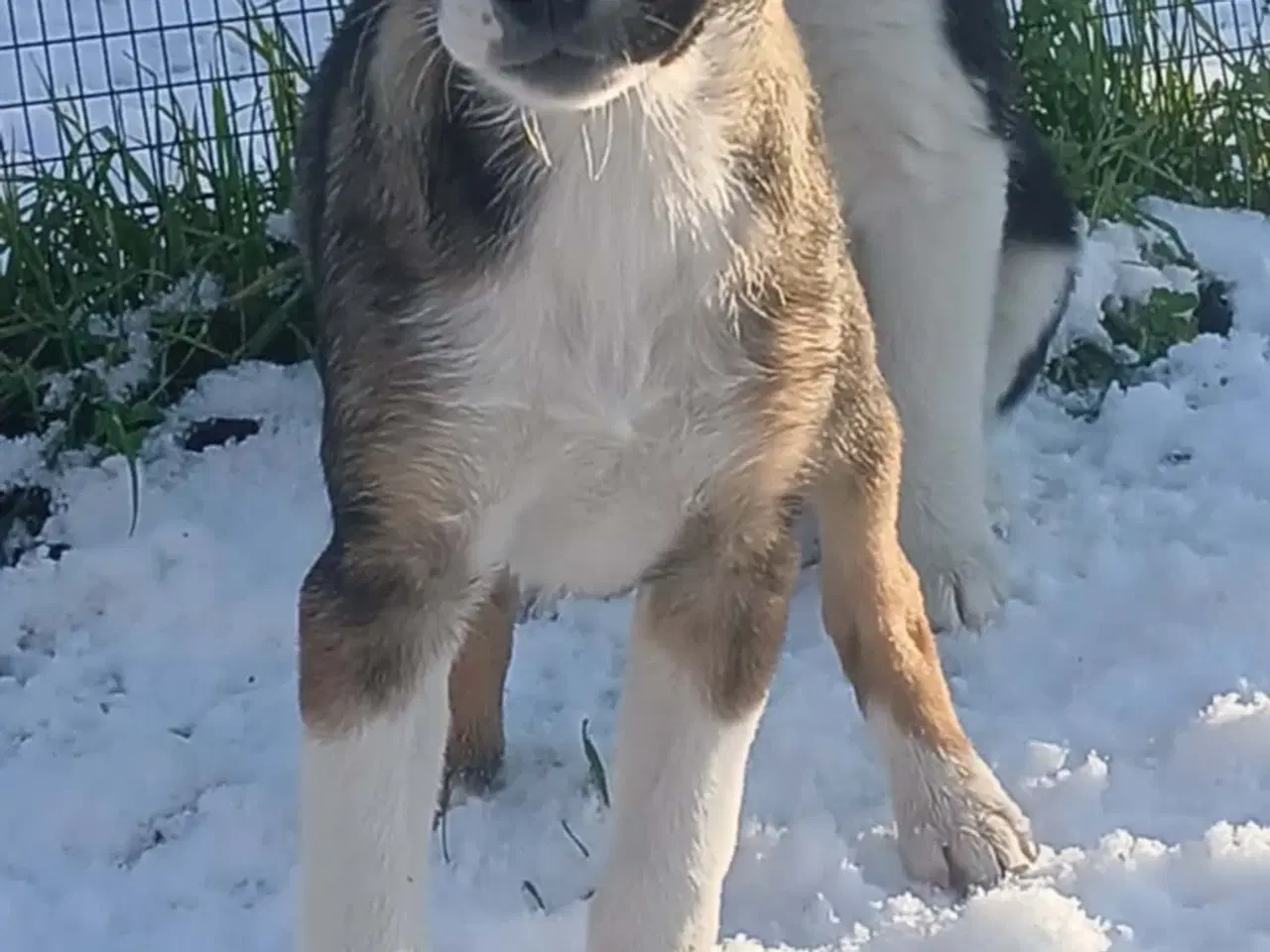 Billede 5 - Skønne Ada søger sin egen familie