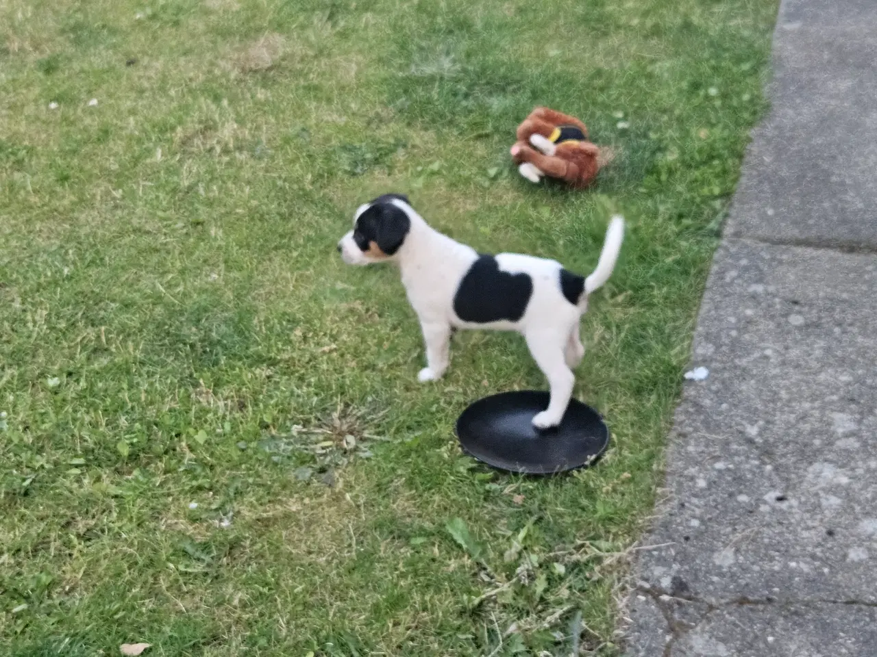 Billede 2 - Dansk svensk gårdhund hvalpe 
