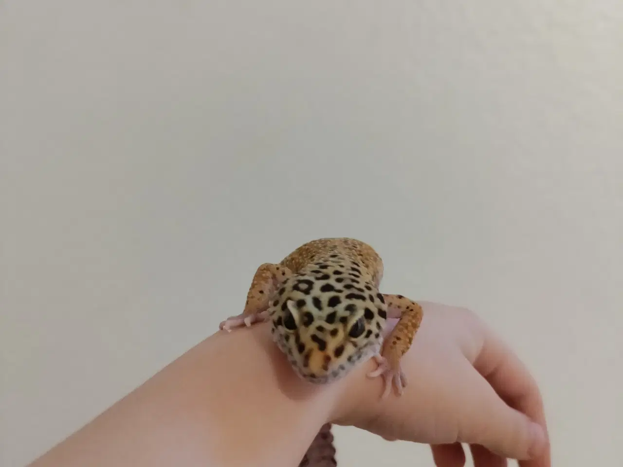 Billede 3 - Leopard gekko hun