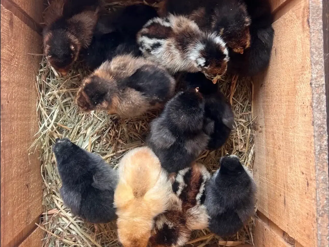 Billede 8 - Små kyllinger/daggamle kyllinger 