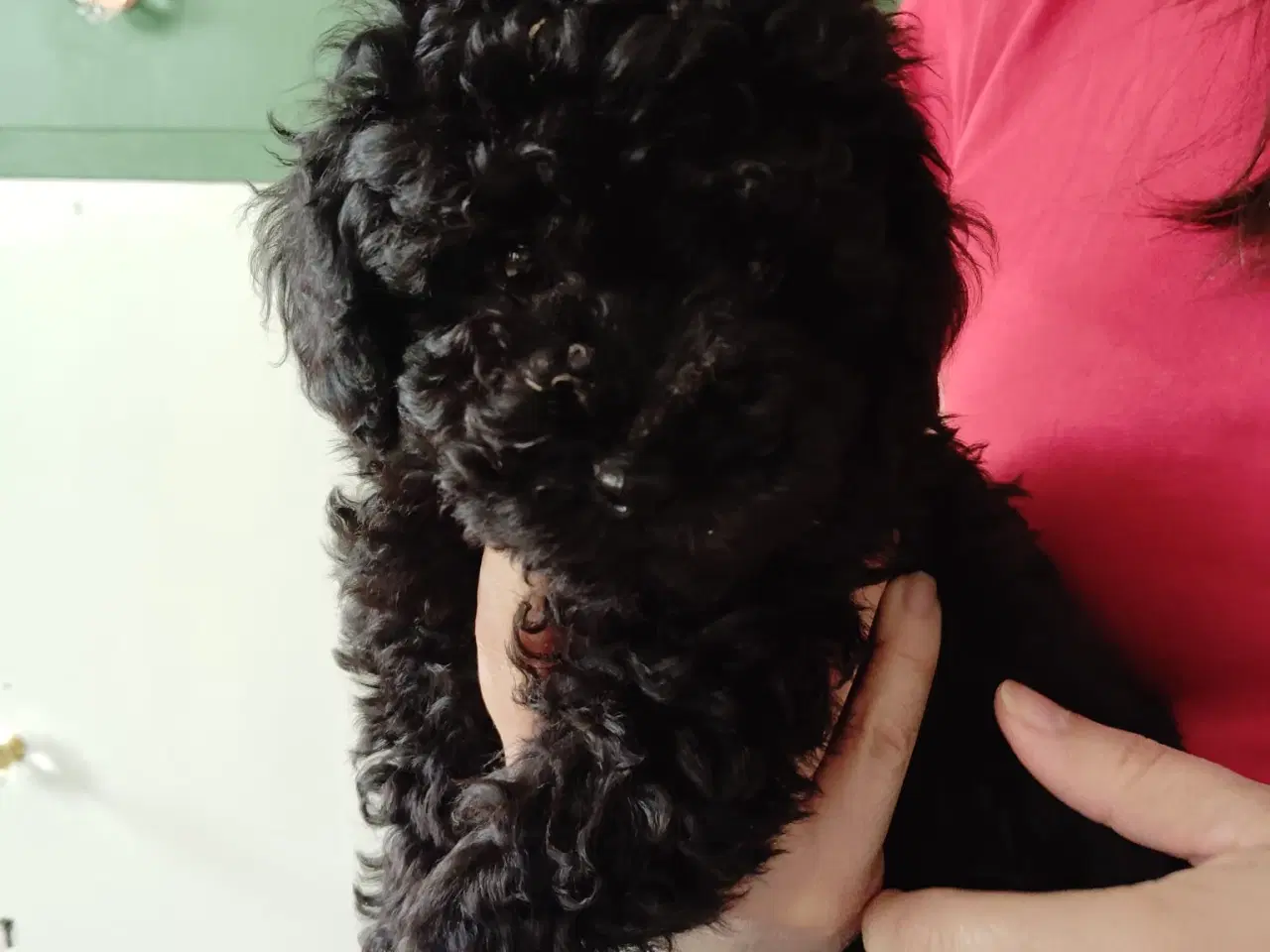 Billede 3 - Puddelhund hvalpe, 2 hunner