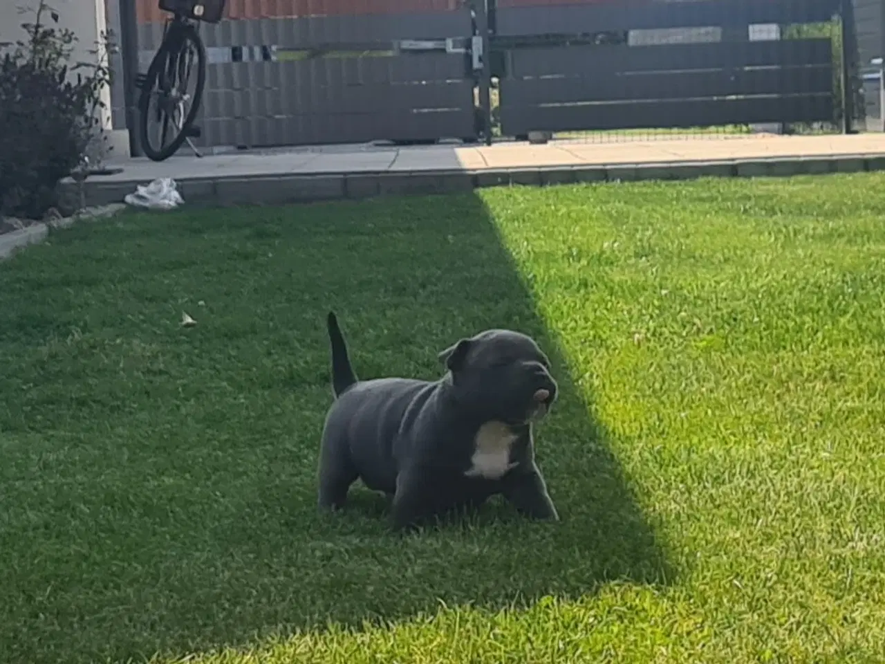 Billede 2 - American Bully Pige Blu 