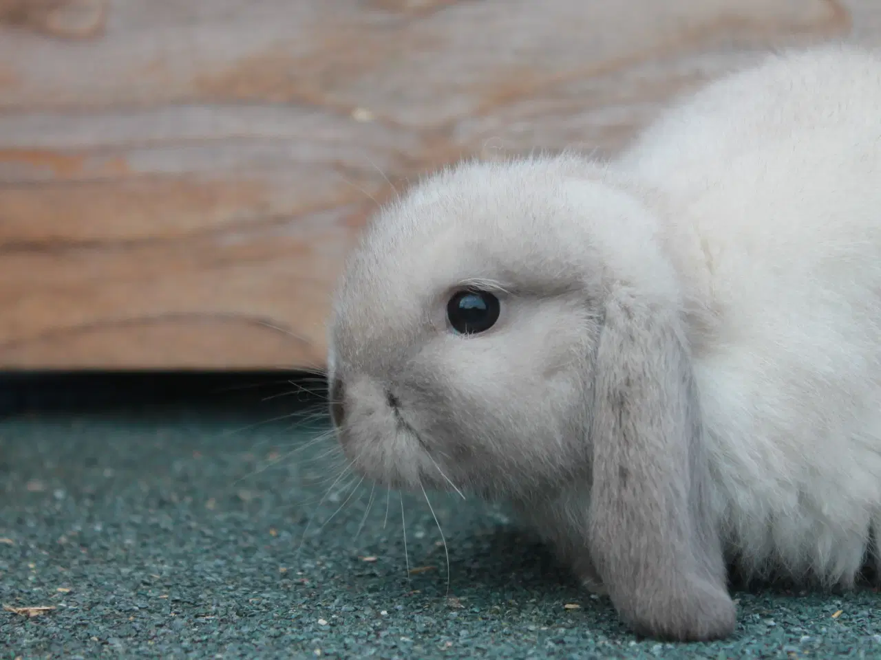 Billede 2 - Dværgvædder/Mini lop drenge 