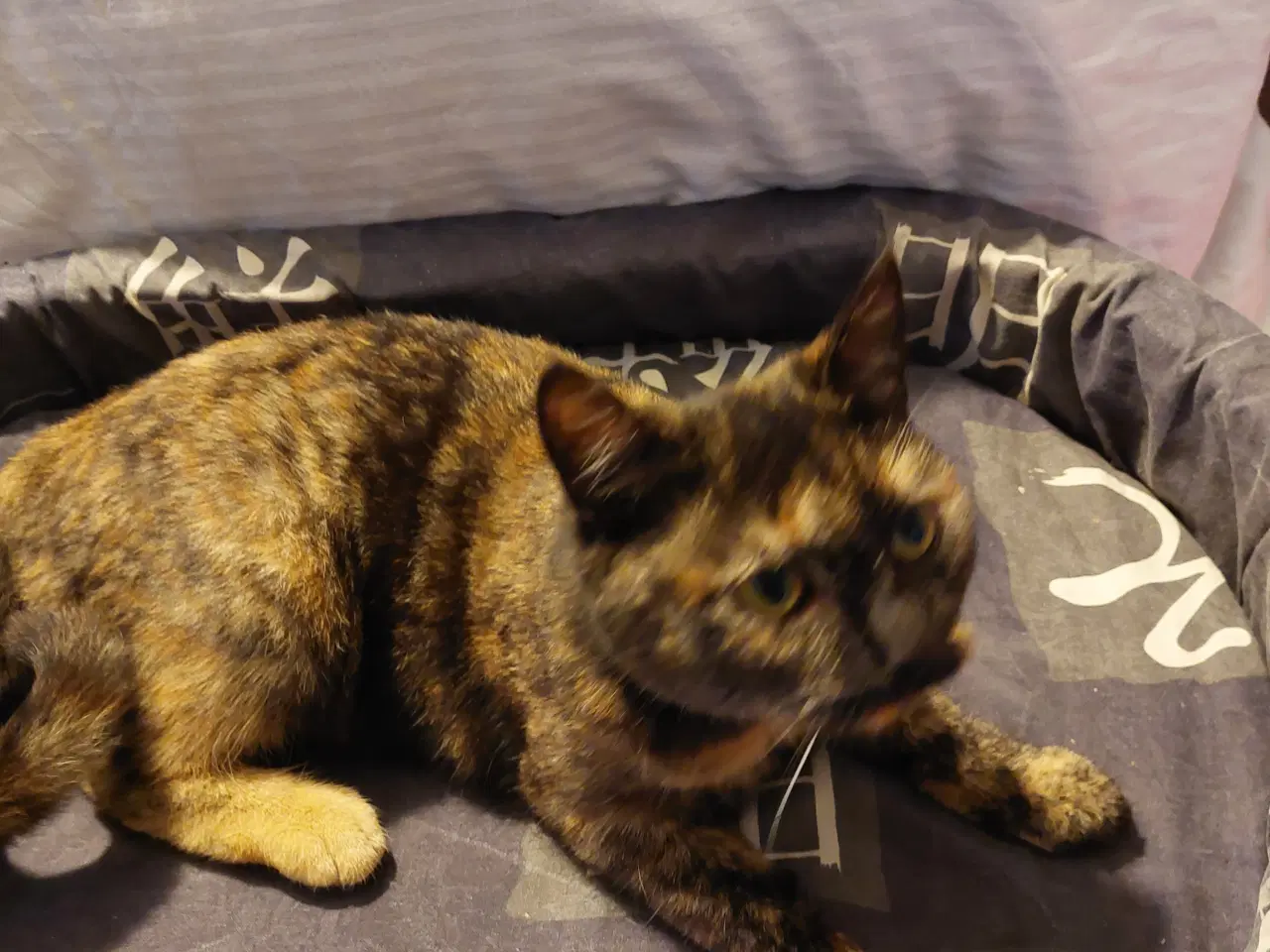 Billede 5 - Seng til Katte /Hunde