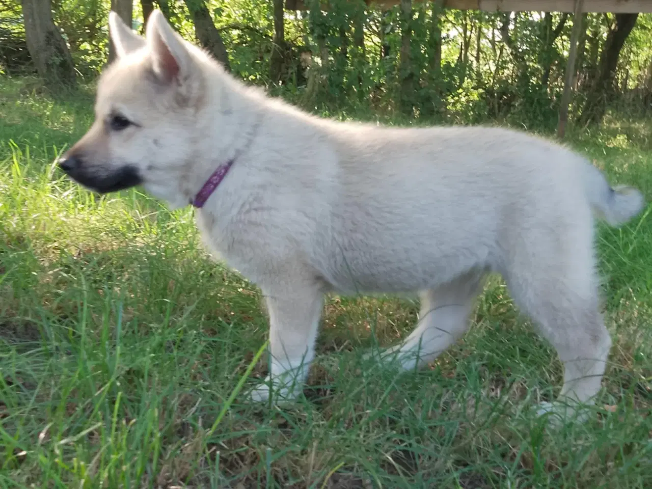 Billede 3 - Husky blandinger 