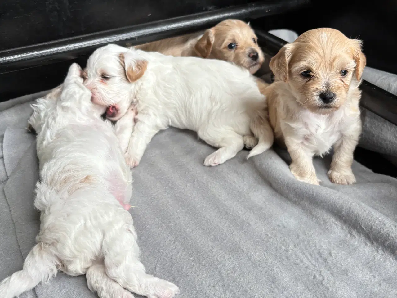 Billede 8 - Skønneste hundehvalpe, Bichonpoo/Doodle 