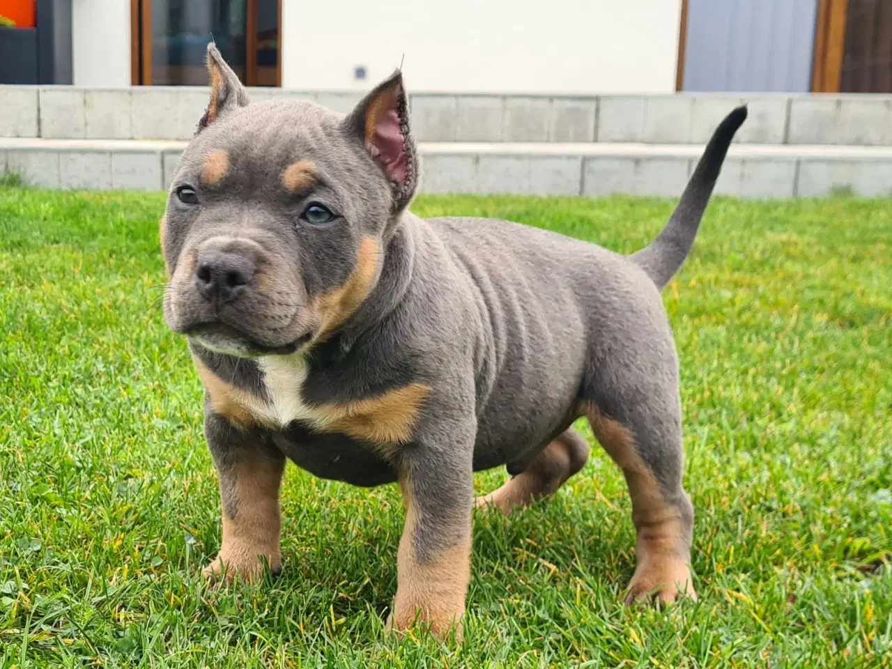 Billede 1 - American bully Dreng blutri abkc 