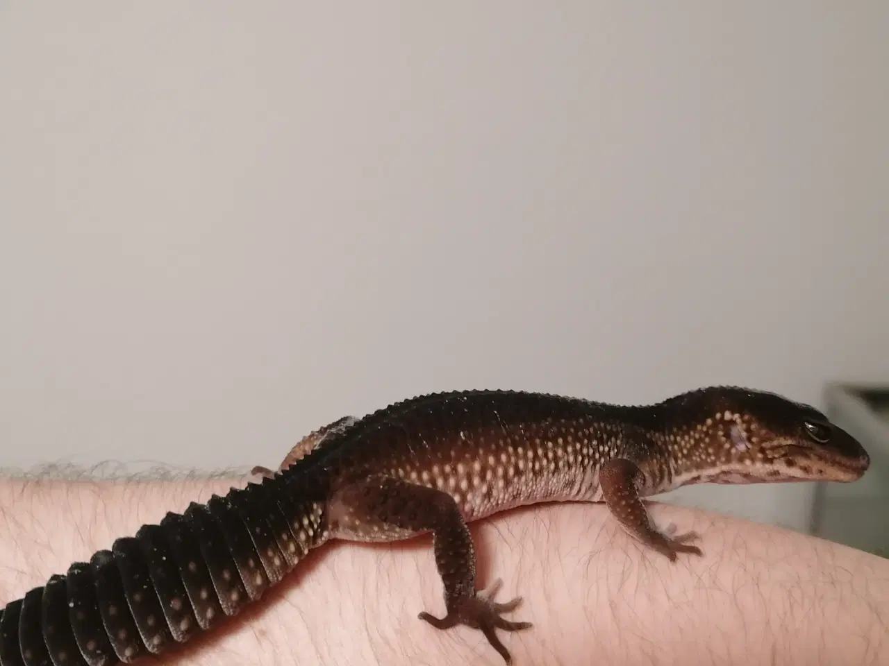Billede 7 - Leopard gekkoer med terrarie