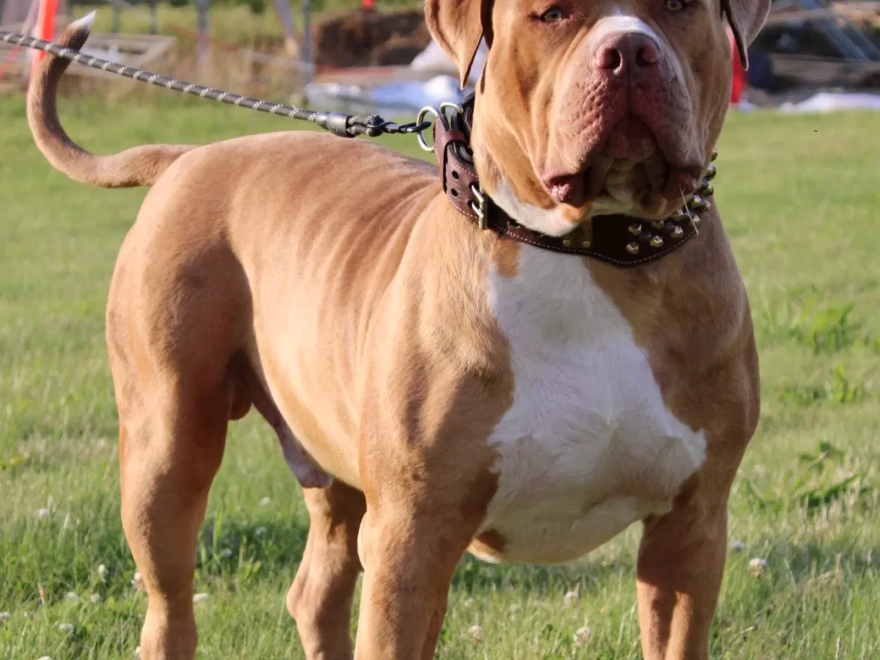 Billede 10 - American Bully XL