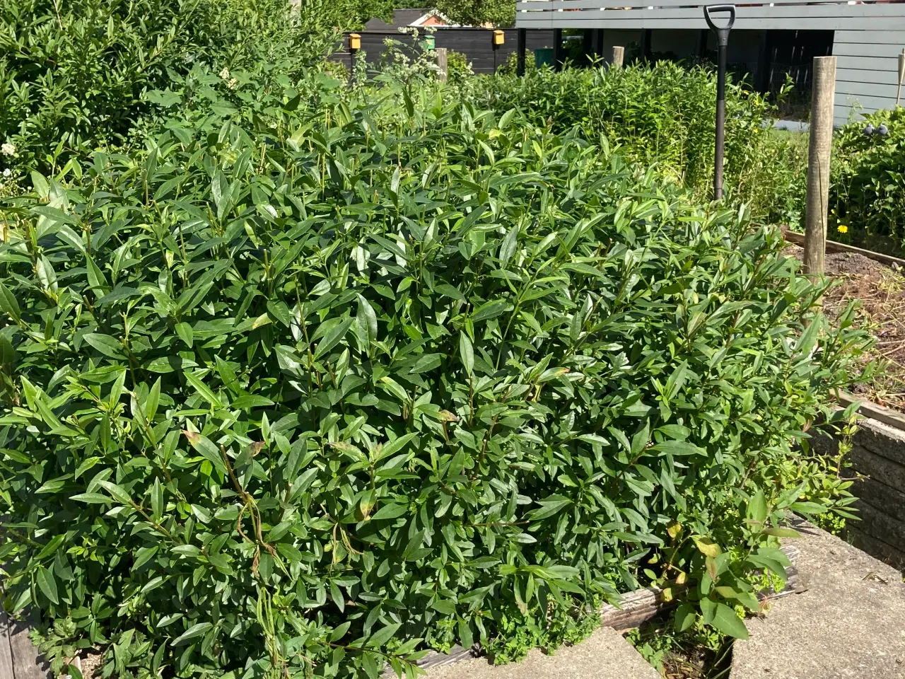 Billede 2 - Liguster planter