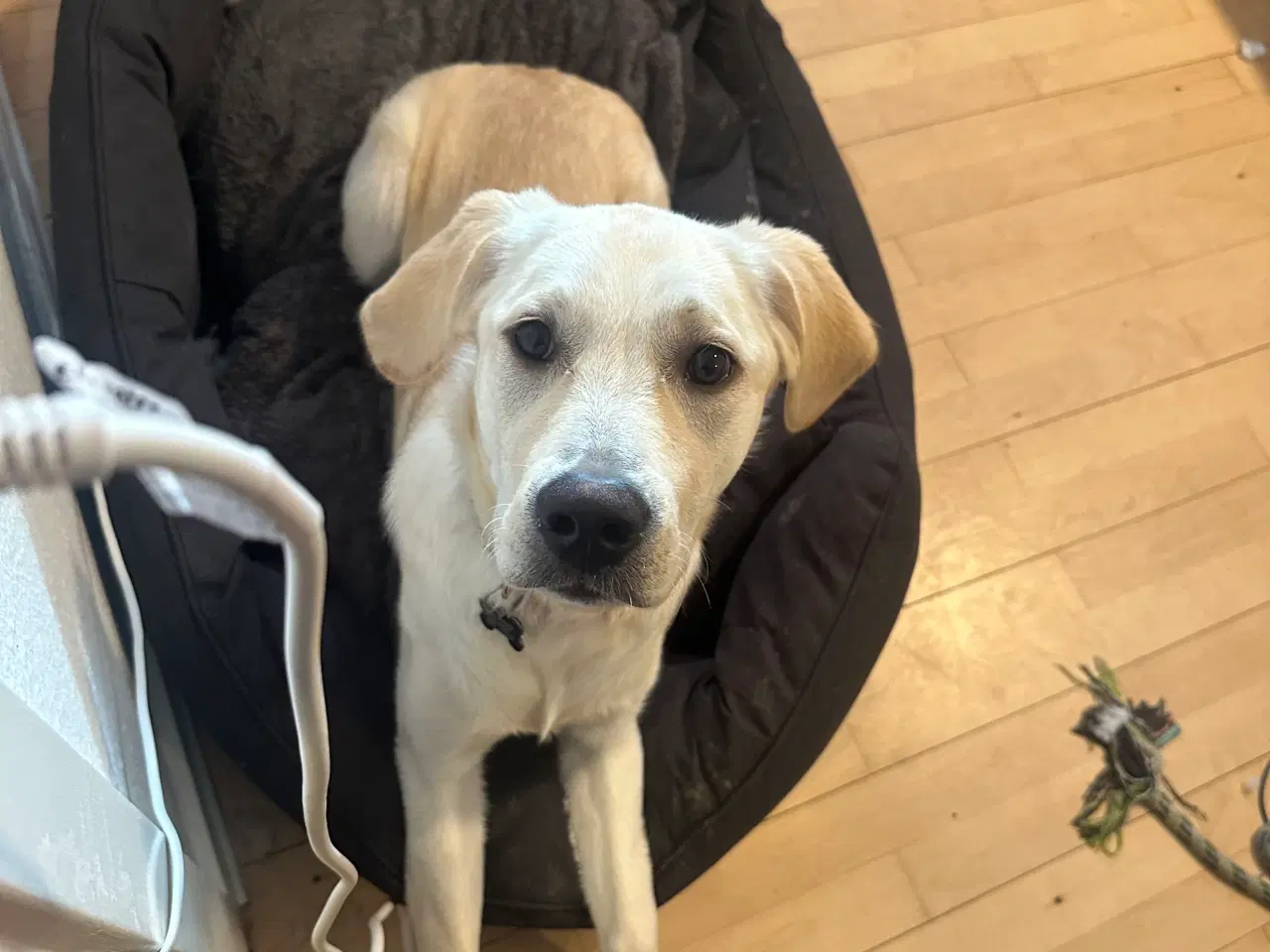 Billede 4 - Golden Retriever/ labrador Retriever 