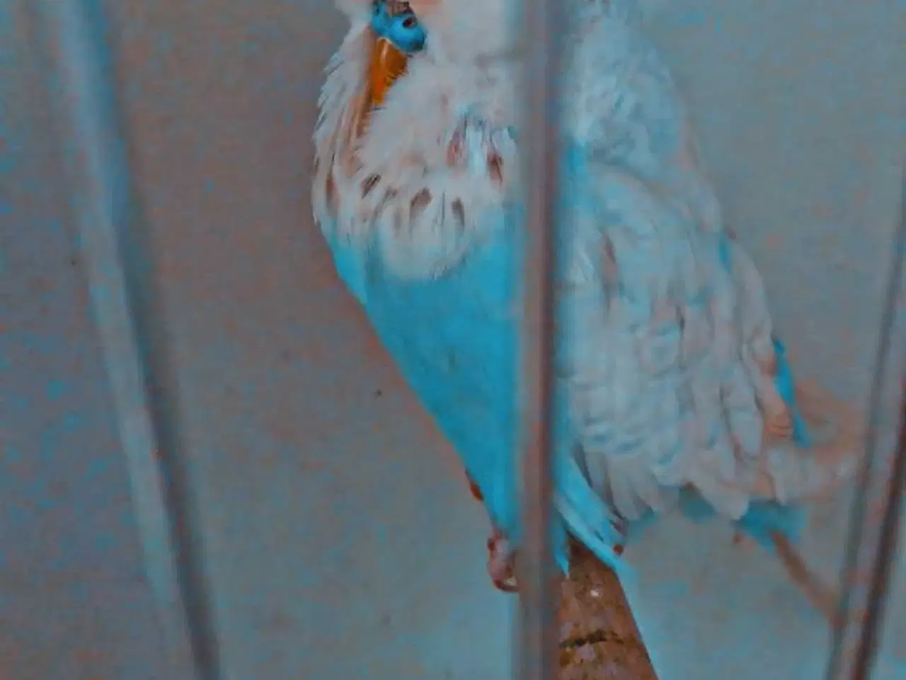 Billede 6 - Fin engelsk undulat han