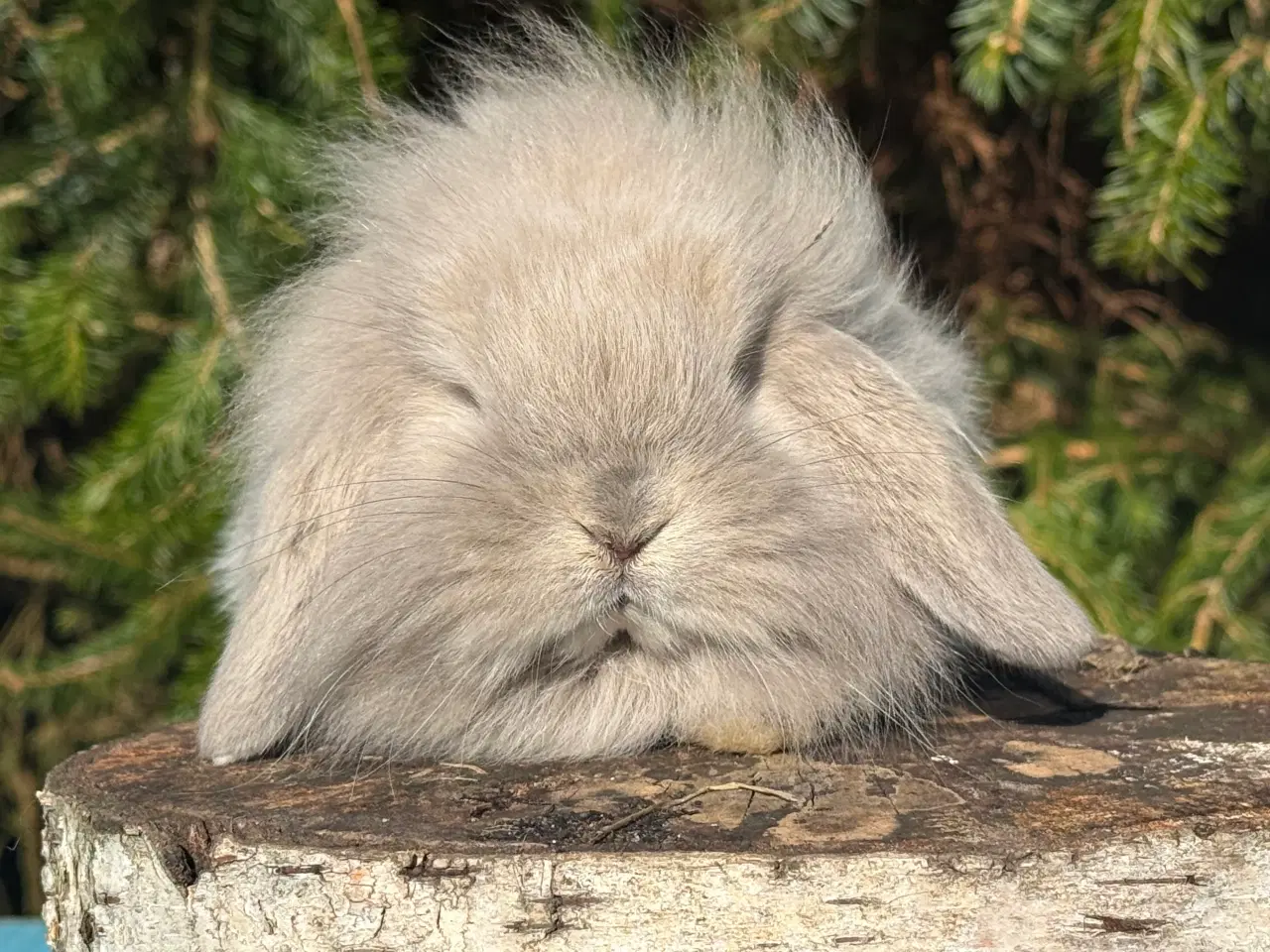 Billede 8 - Mini lion lop
