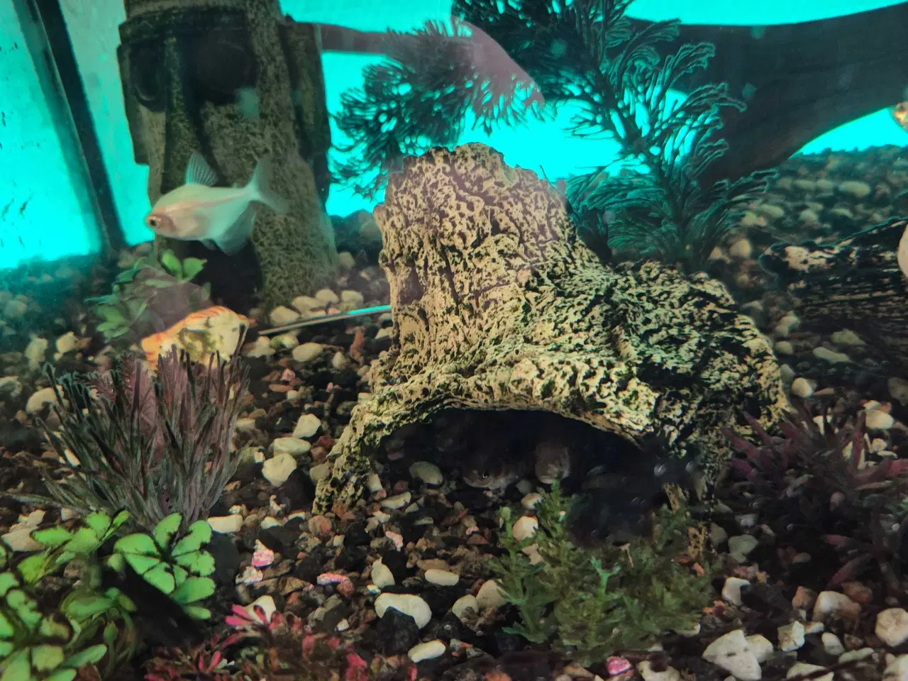 Billede 3 - Gratis fisk 