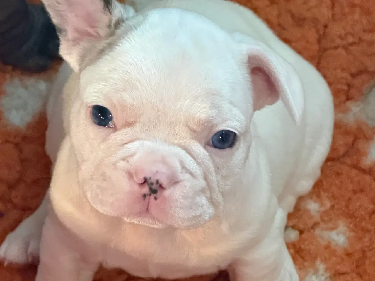 Billede 2 - Fransk Bulldog