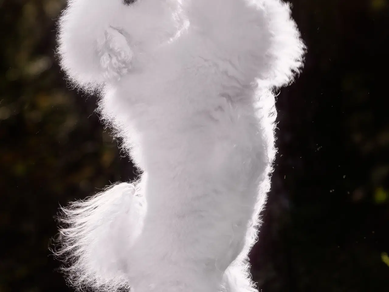 Billede 7 - Bichon Frise allergivenlige hvalpe 