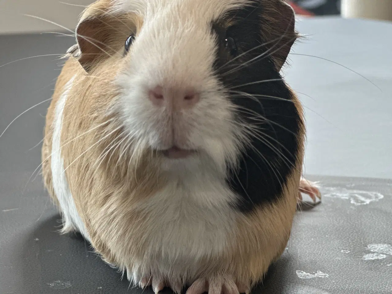 Billede 4 - Marsvine han, saltkaramel