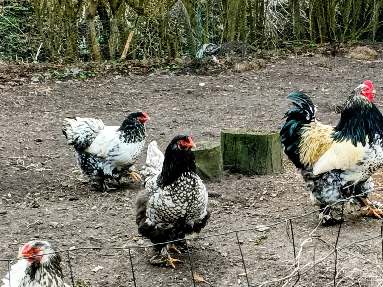 Billede 4 - Daggamle kyllinger på bestilling 