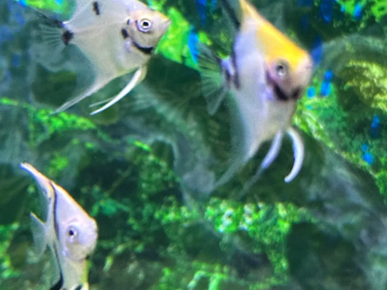 Billede 1 - Koi Scalare (Pterophyllum scalare),