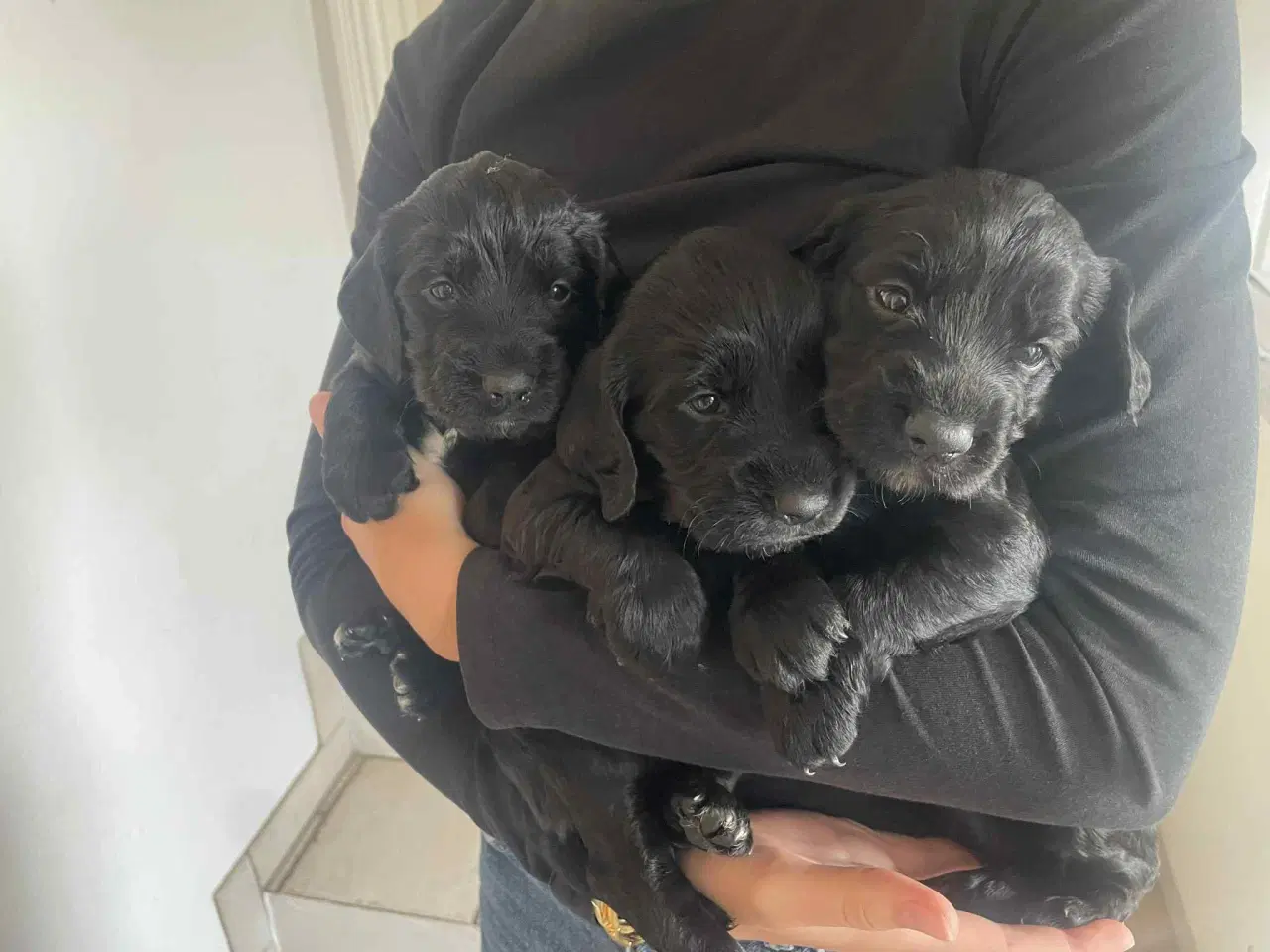 Billede 6 - Ft. Cockerspaniel hvalp 