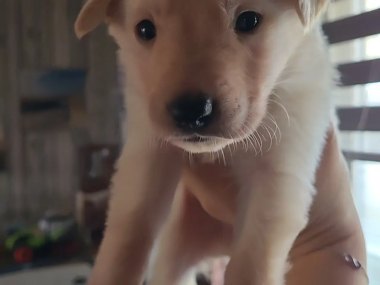 Billede 5 - Schæfer Australien shepherd hvalpe 