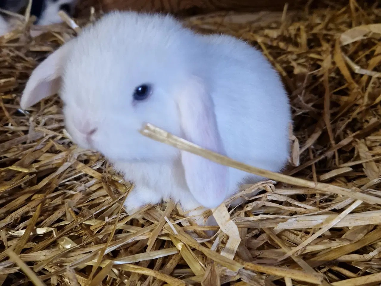 Billede 2 - Minilop unge 