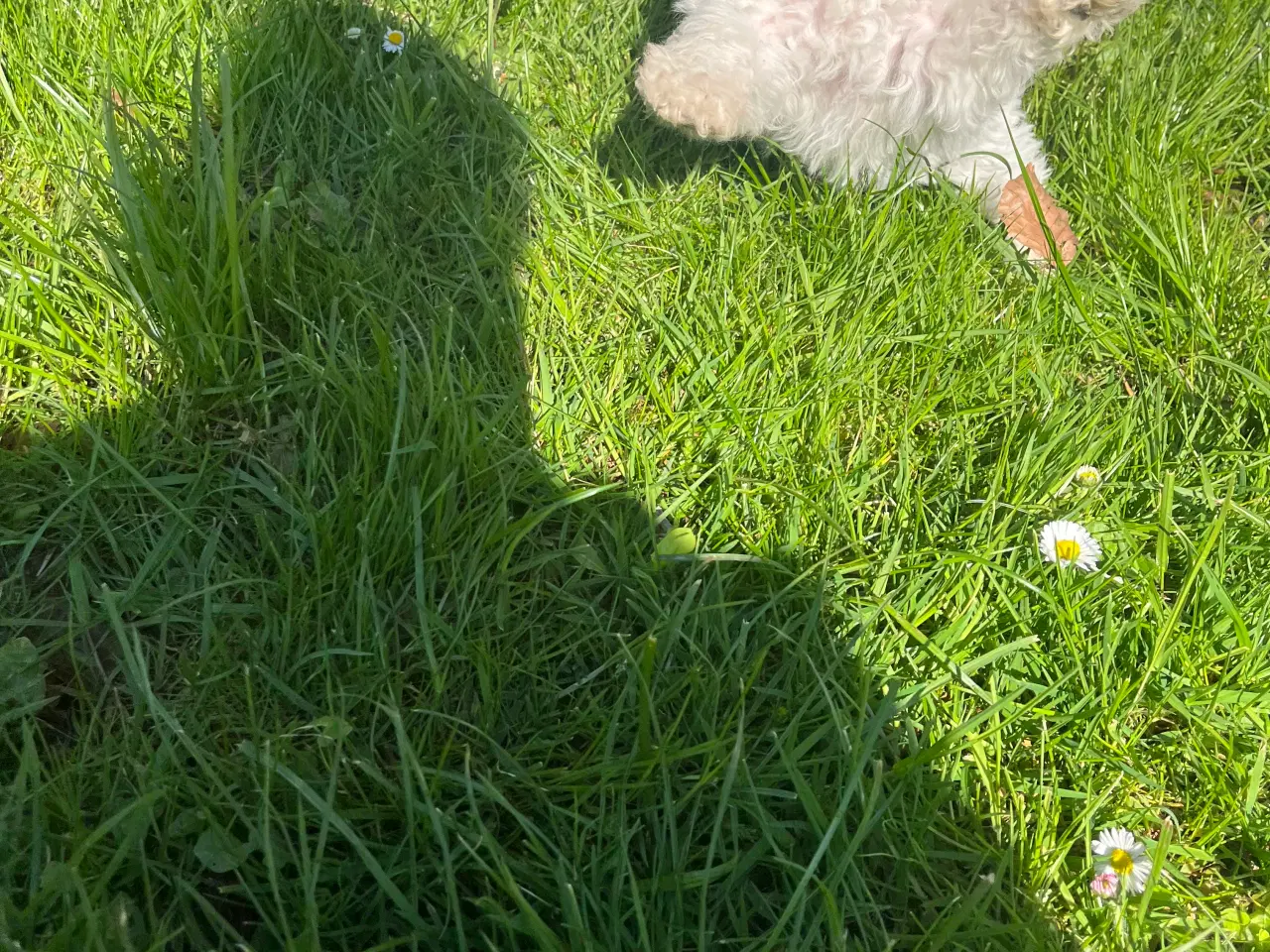 Billede 16 - Maltipoo hvalpe