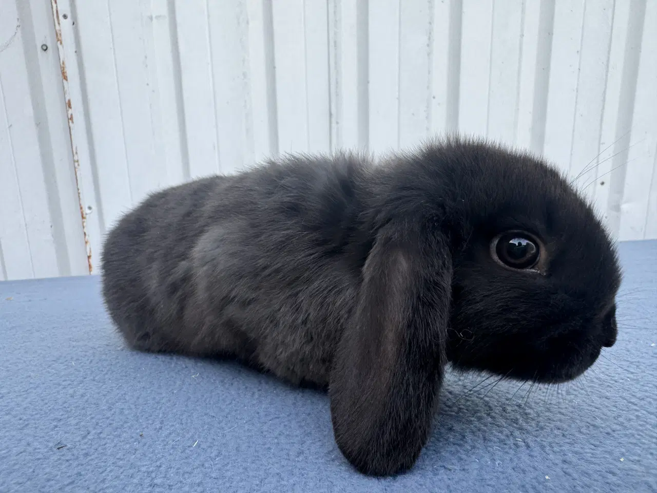 Billede 6 - Dværgvædder hunkanin