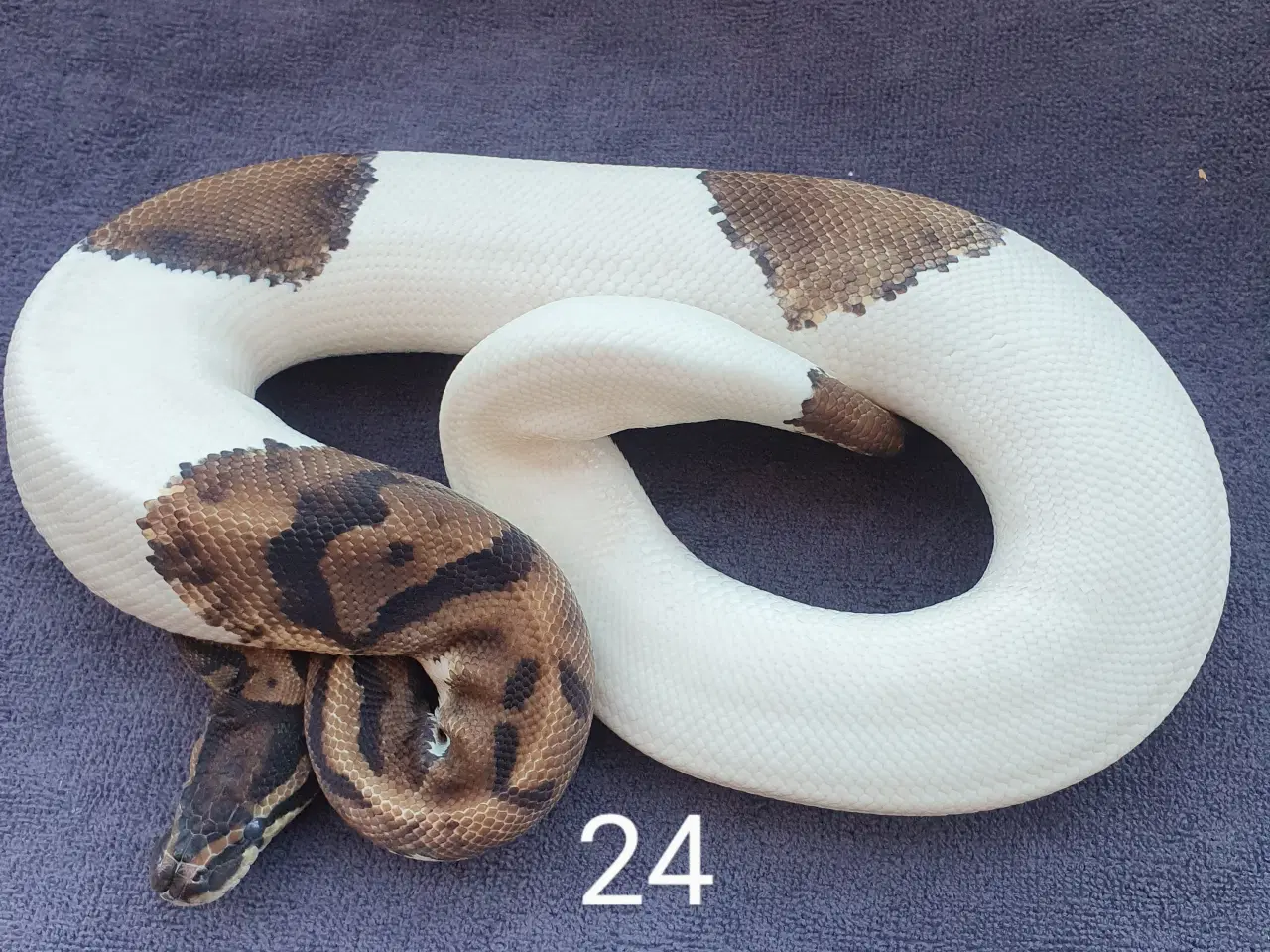 Billede 2 - Pied kongepythons + lidt avlsdyr osv.