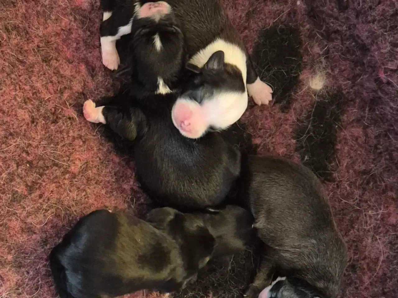 Billede 2 - CC Hunde hvalpe