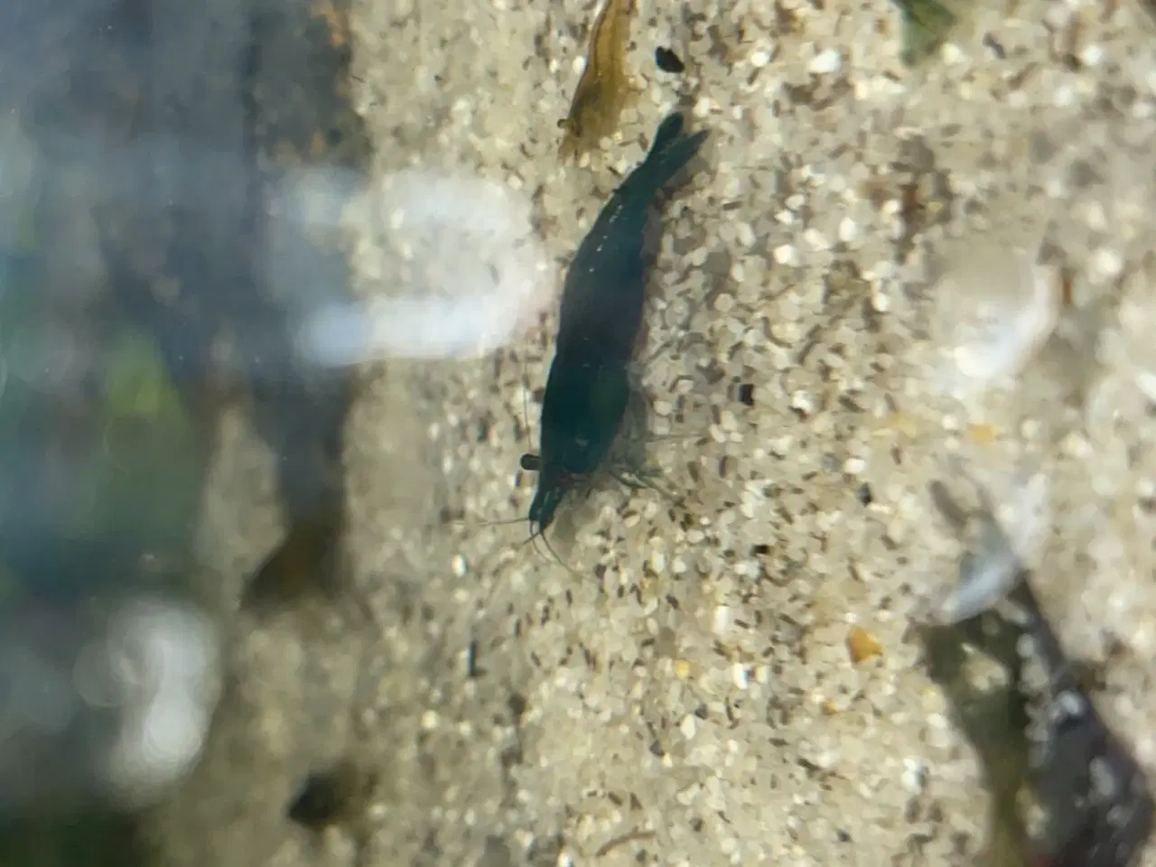Billede 6 - Rejer Til Akvarie.