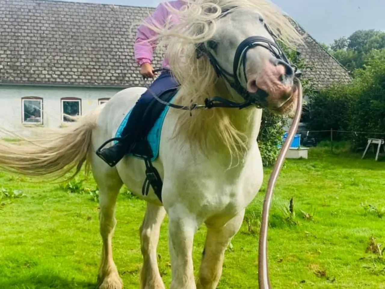 Billede 2 - Irish COB crossbreed