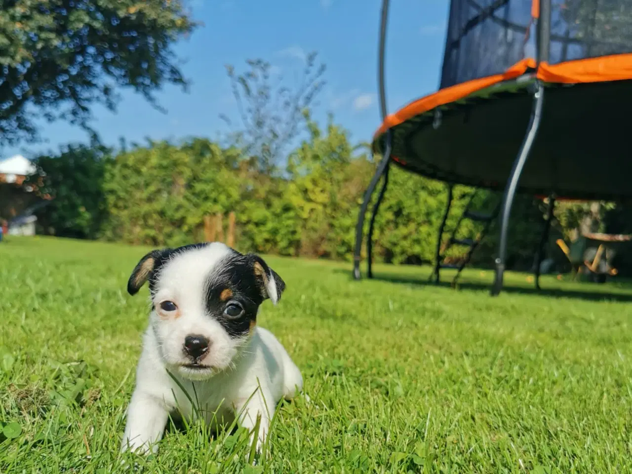 Billede 7 - Hunde hvalpe