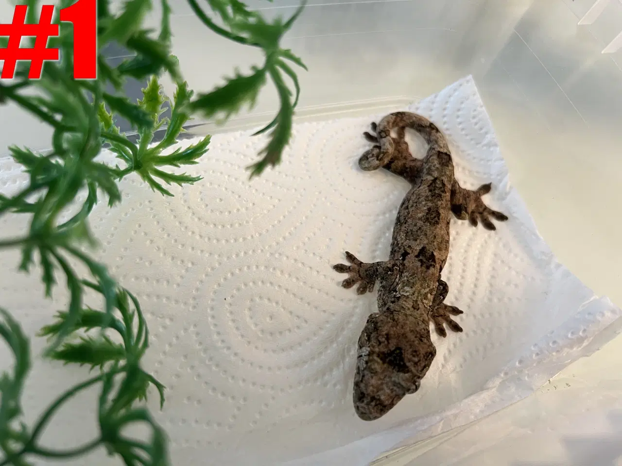 Billede 1 - Chahoua og gargoylegekkoer