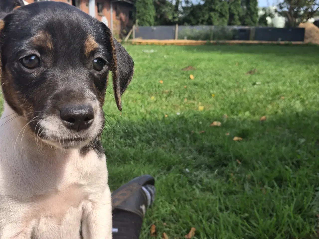 Billede 2 - Skønne d/s gårdhunde hvalpe 