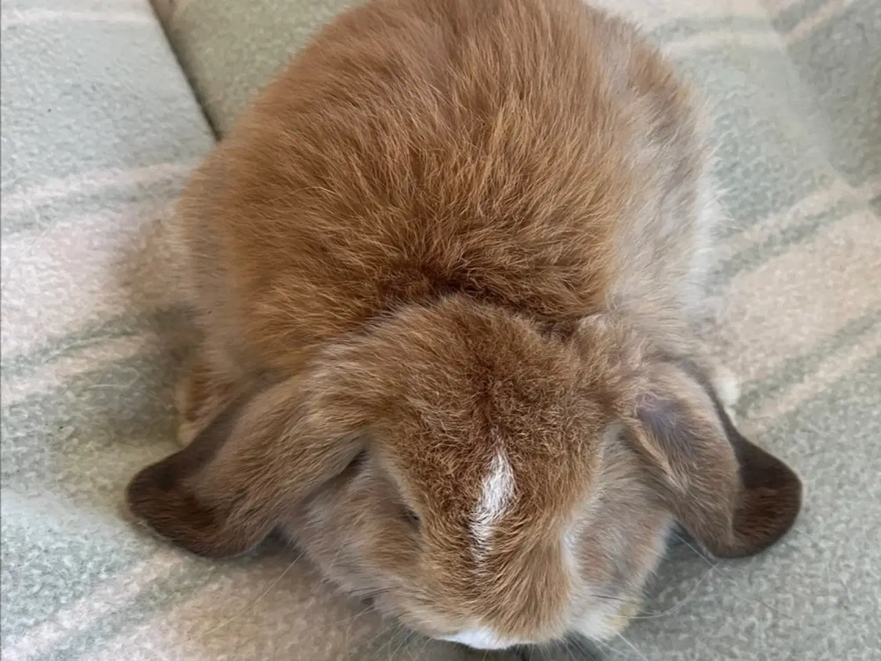 Billede 2 - 2 Minilop kaninunger til salg (Inkl. ALT tilbehør)